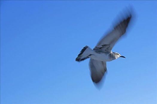 仰视,海鸥,飞