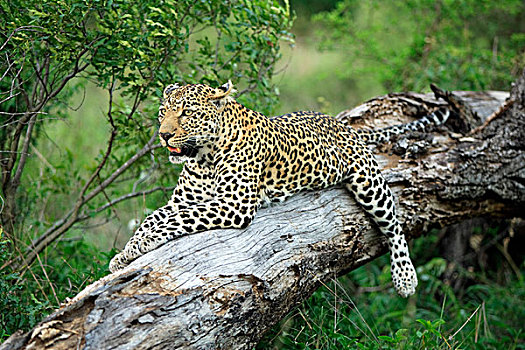 豹,成年,休息,树,萨比萨比酒店,克鲁格国家公园,南非