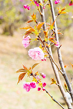 春季盛开的大樱花特写