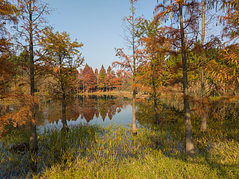 深秋的无锡贡湖湾湿地