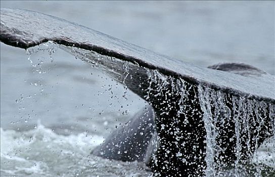 驼背鲸,大翅鲸属,鲸鱼,展示,鲸尾叶突,阿拉斯加,北美
