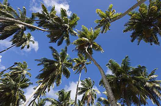 棕榈树,拉迪戈岛,塞舌尔