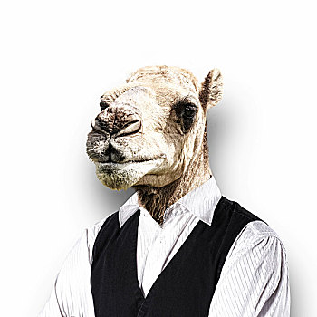头像,有趣,骆驼,职业套装