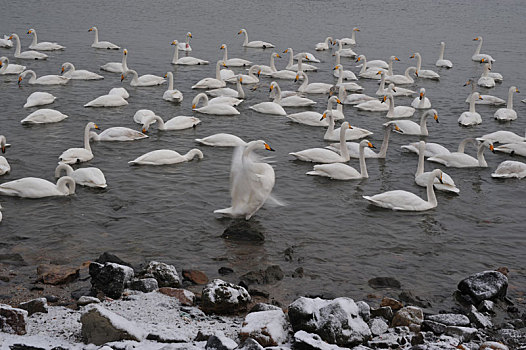 雪后威海天鹅湖的大天鹅