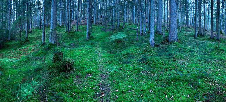 苔藓,地面,针叶林,全景