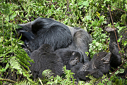 山地大猩猩,银背大猩猩,成年,雄性,休息,火山国家公园,维龙加山,卢旺达,非洲