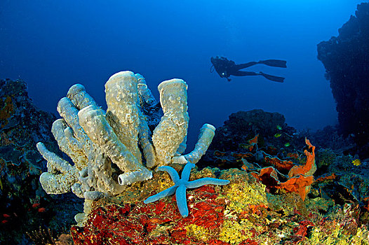 潜水,后面,海绵,蓝色,海星,菲律宾,亚洲