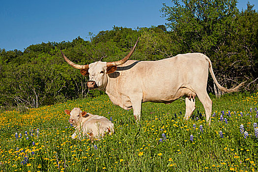 长角牛,牛,中心,德克萨斯,牧场