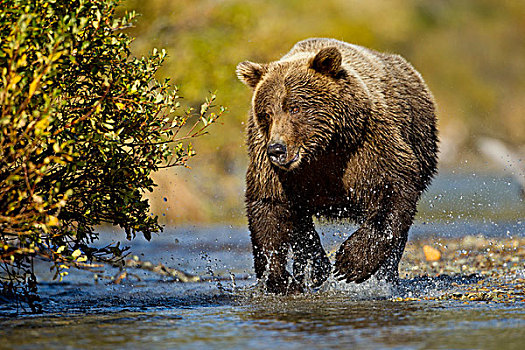 美国,阿拉斯加,卡特麦国家公园,大灰熊,棕熊,跑,浅,河流,追逐,卵,三文鱼,湾