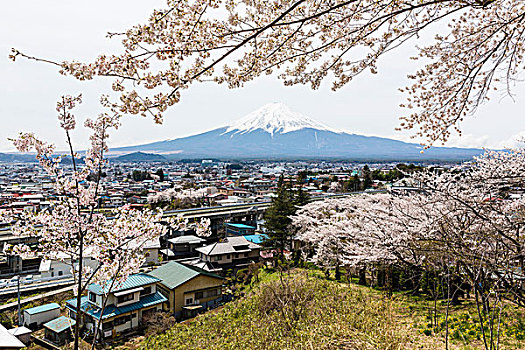 风景,盛开,樱桃树,平和,塔,富士山,远景,山梨县,日本