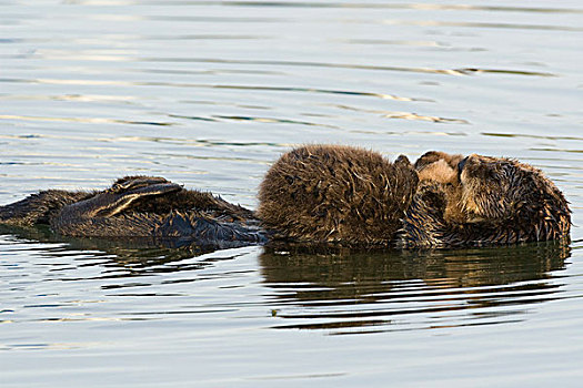 海獭,母亲,幼仔,睡觉,低湿地,蒙特利湾,加利福尼亚