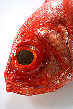 红色,铜盆鱼