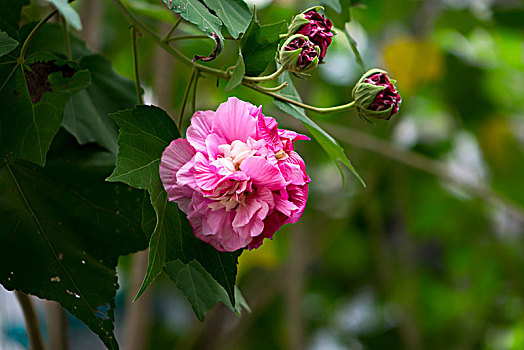 芙蓉花,木芙蓉,木莲