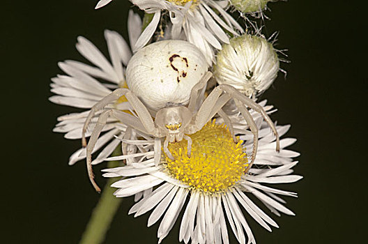 秋麒麟草属植物,蟹蛛,雌性,潜伏,花,巴登符腾堡,德国,欧洲