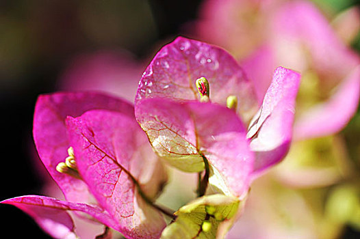特写,紫花,叶子花属