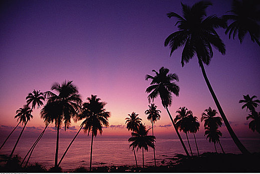 棕榈树,港口,安达曼群岛,印度
