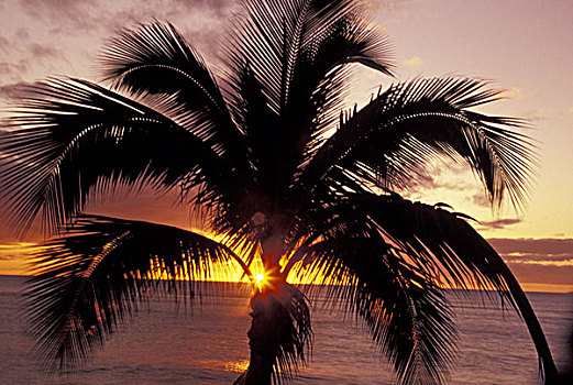美国,夏威夷,毛伊岛,海滩,剪影,棕榈树,日落