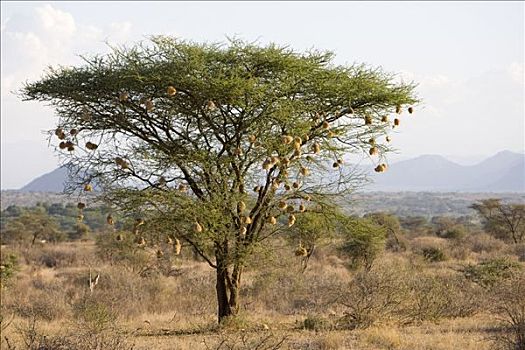 萨布鲁国家公园,肯尼亚