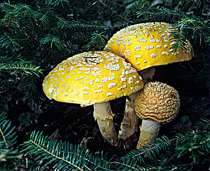蘑菇,伞形毒菌,安大略省