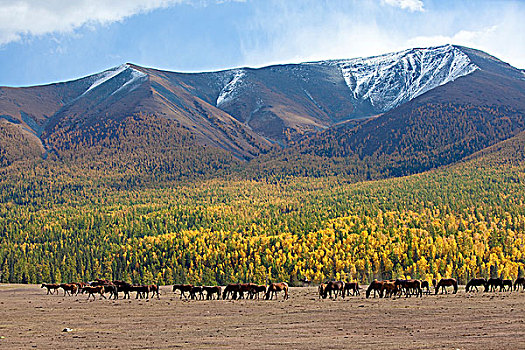 新疆阿勒泰喀纳斯牧场里的马群