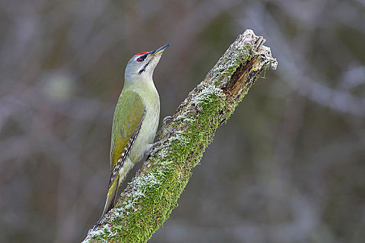 啄木鸟,雄性,坐,苔藓,枝条,冬天,北莱茵威斯特伐利亚,德国,欧洲