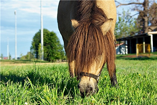 马,吃草