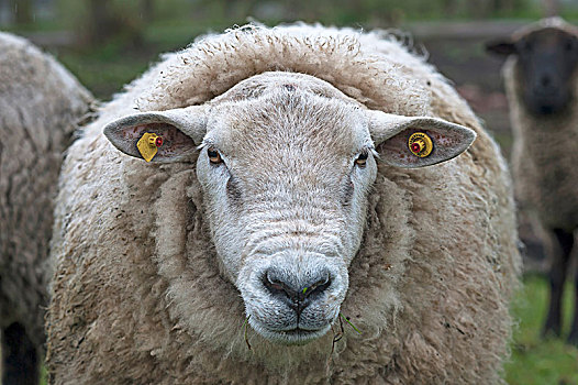 特塞尔,绵羊,头像,正面,梅克伦堡前波莫瑞州,德国,欧洲