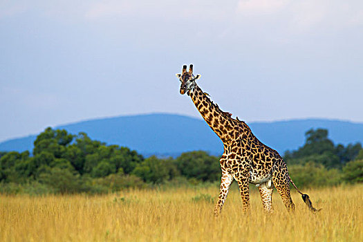 马赛长颈鹿,长颈鹿,成年男性,步行,热带稀树草原,马赛玛拉国家保护区,肯尼亚,非洲