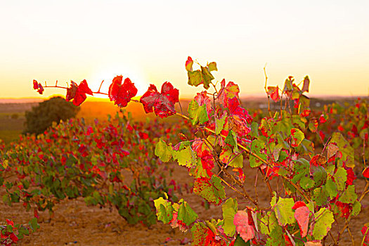 秋天,金色,红色,葡萄园,日落,西班牙