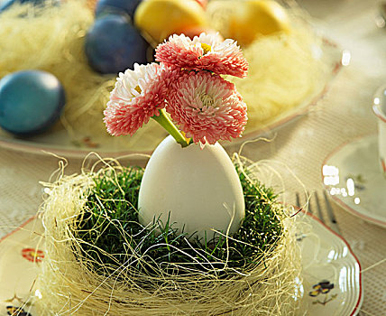 复活节草巢,蛋,雏菊
