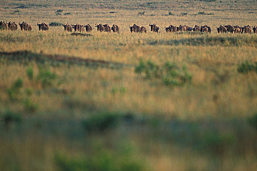 肯尼亚,马塞马拉野生动物保护区,长,线条,角马,热带草原,塞伦盖蒂,迁徙