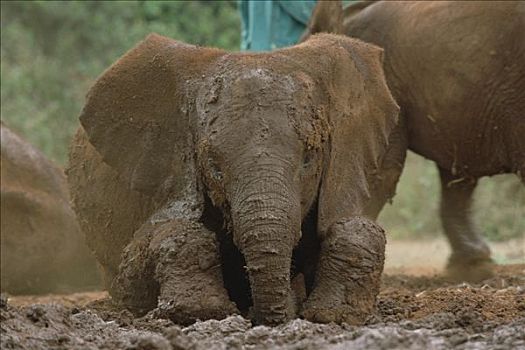 非洲象,幼仔,玩,浴室,动物收容院,东察沃国家公园,肯尼亚