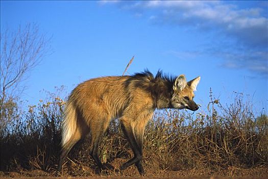鬃狼,腿,漫游,长,远处,高草,栖息地,国家公园,巴西