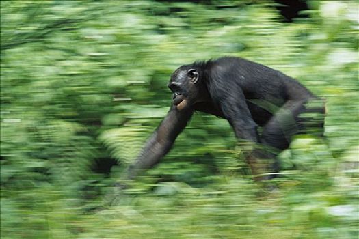 倭黑猩猩,植被,刚果