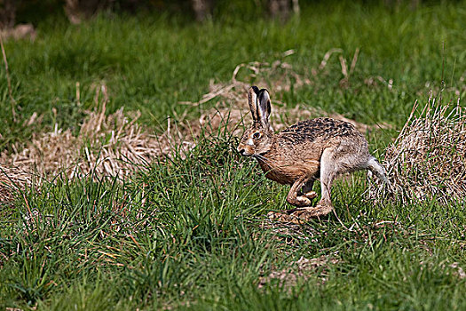 欧洲,棕兔,欧洲野兔,成年,跑,草地,诺曼底