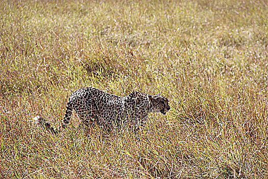 肯尼亚非洲豹-侧面特写