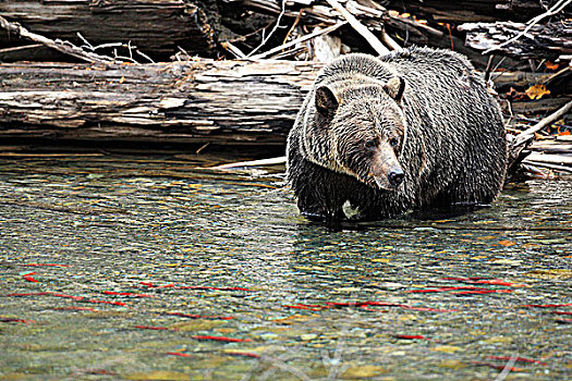 大灰熊,捕鱼,三文鱼,河,不列颠哥伦比亚省,加拿大