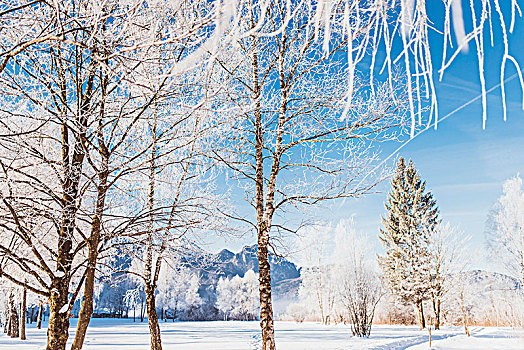 冬季风景,白霜,巴伐利亚,科赫尔湖