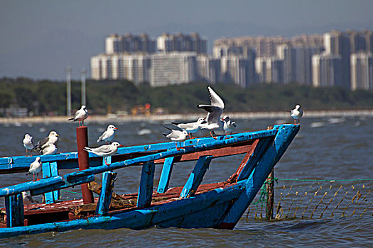 海鸥在渔船上休息