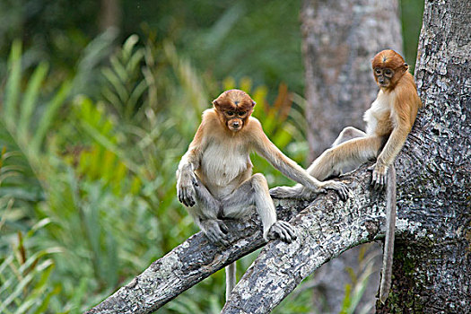 喙,猴子,幼小,树上,沙巴,马来西亚
