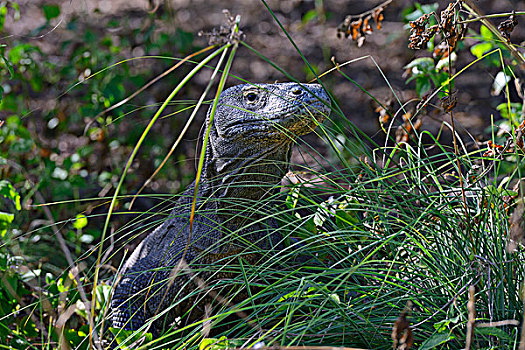 科摩多巨蜥,保护色,草,林卡岛,科莫多国家公园,印度尼西亚,亚洲