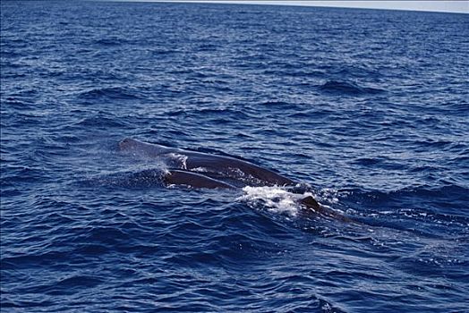 抹香鲸,海洋,表面,斯里兰卡