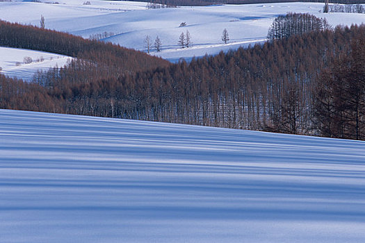 雪原,树