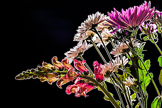 金鱼草,花,隔绝,图像,黑色背景