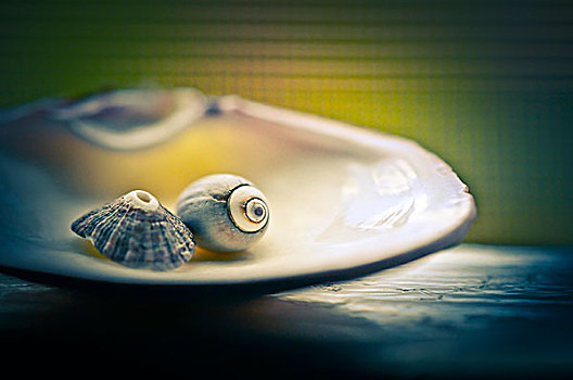 两个,海螺壳,一半,牡蛎,壳