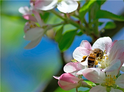 蜜蜂,苹果花
