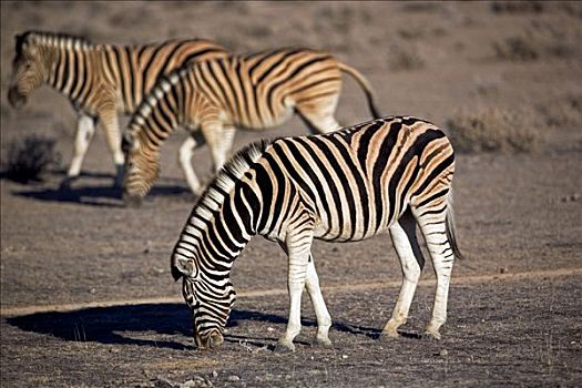 纳米比亚,埃托沙国家公园,布契尔斑马,马,斑马,放牧,盐磐,北方,局部
