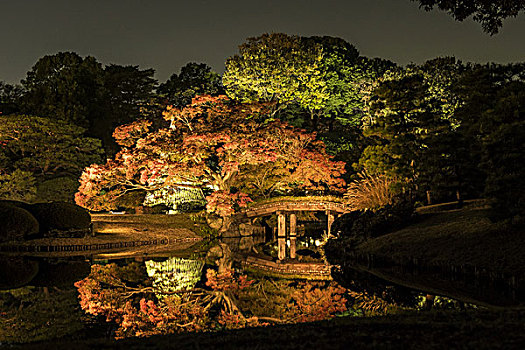 花园,秋天,东京,日本