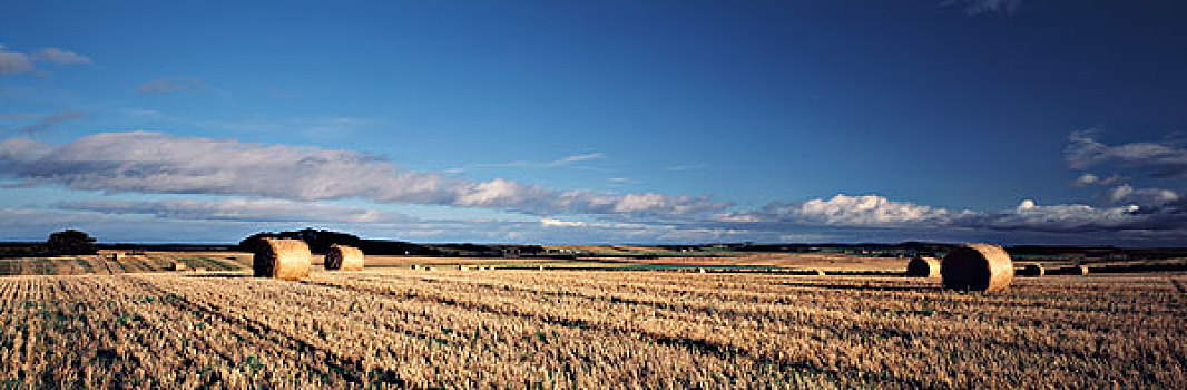 苏格兰,高地,秋天,干草,地点,因弗内斯,大幅,尺寸