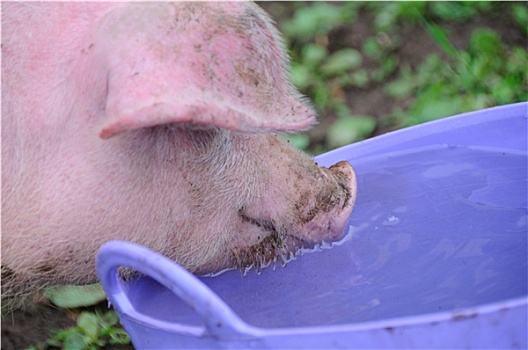 猪,喝,水,桶